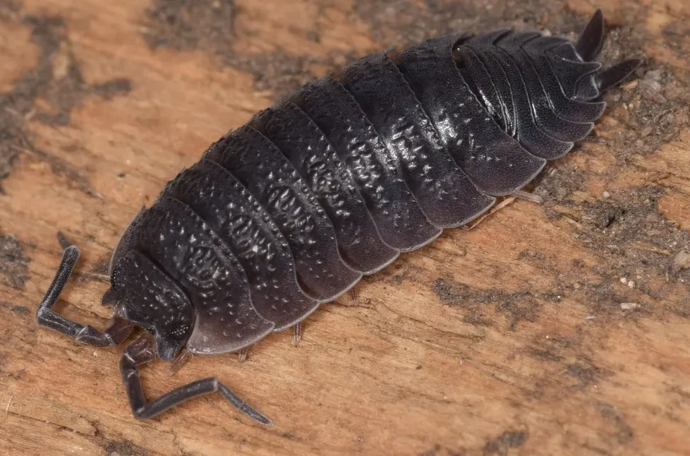 A dark grey Common Rough woodlouse showing its rough, bumpy segmented body on a wooden surface.