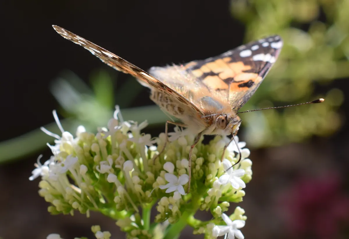 Front-facing macro shot of a Painted Lady butterfly (Vanessa cardui) nectaring on cluster of white flowers.
