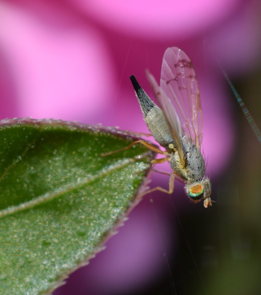 Acanthiophilus helianthi