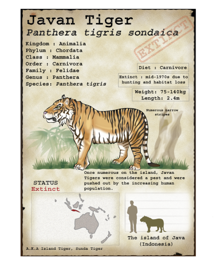 Panthera tigris sondaica