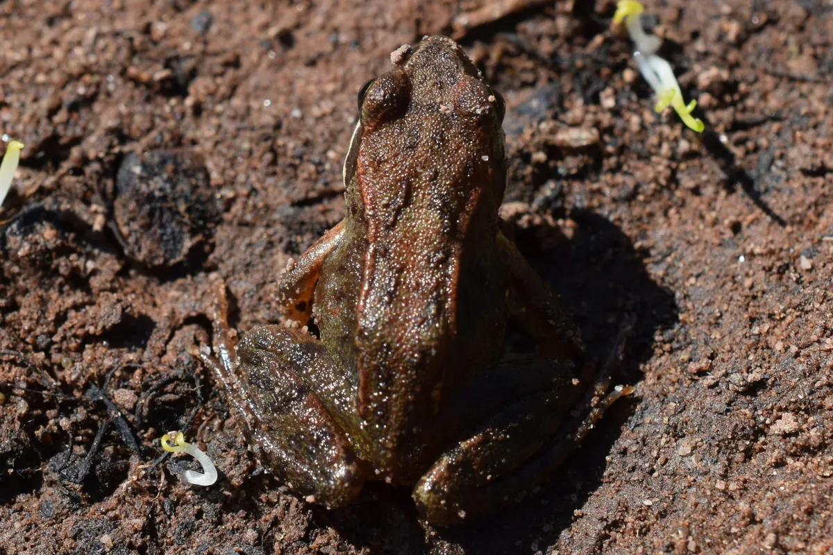 A top-down view of a dark brown common frog blending into moist, dark garden soil.