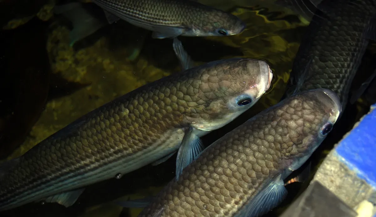 A top-down view of captive Thicklip Grey Mullet (Chelon labrosus) swimming in a tank, showing their broad heads and prominent scales