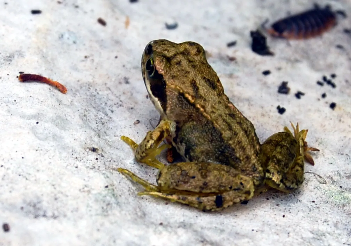 A side-profile view of a small, yellowish-brown common frog sitting on a piece of light gray stone, clearly displaying its dark eye mask.