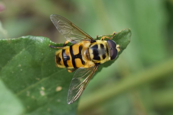 Myathropa florea