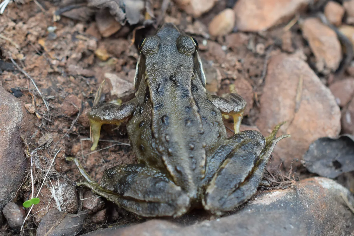 A top-down view of a light gray-brown common frog showing its symmetrical dark markings along the spine and its folded, muscular hind legs.