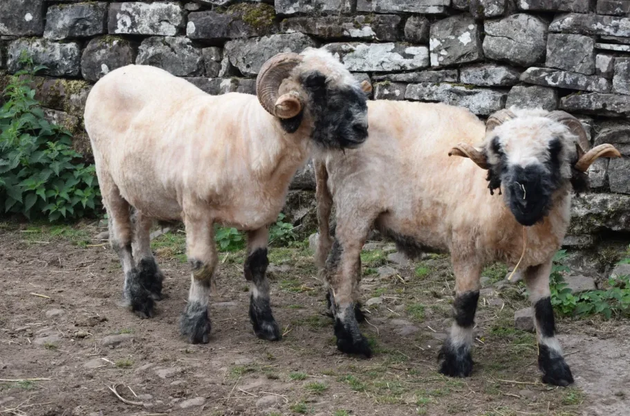 Valais Blacknose sheep standing in front of an old stone wall.
