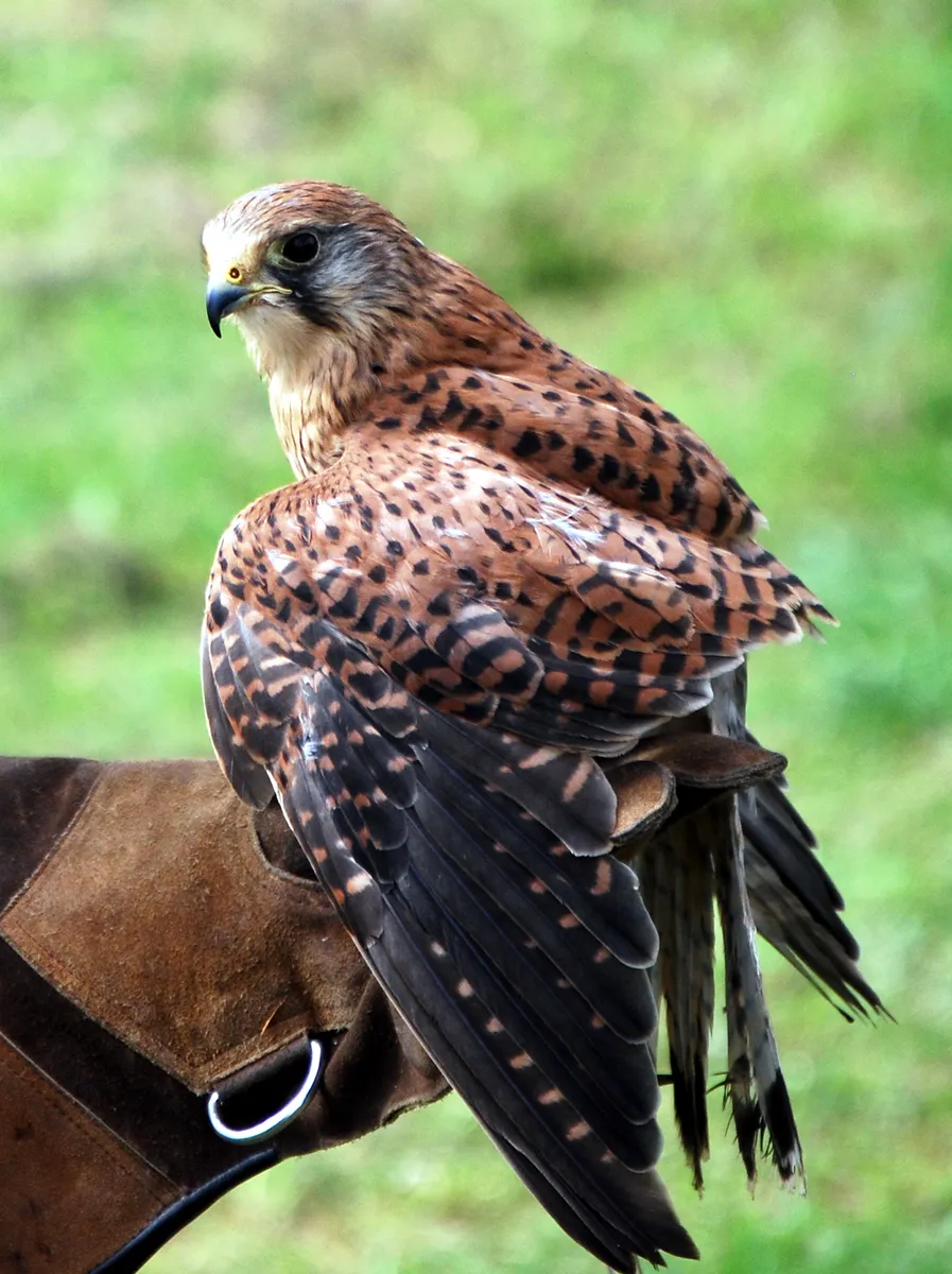 Close-up of a common kestrel turning its head backward while showing the dark brown barring on its folded wings.