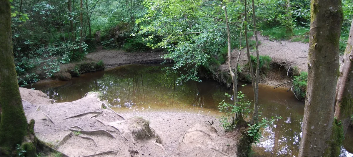 A small, still river area surrounded by gnarled tree roots and lush green foliage.