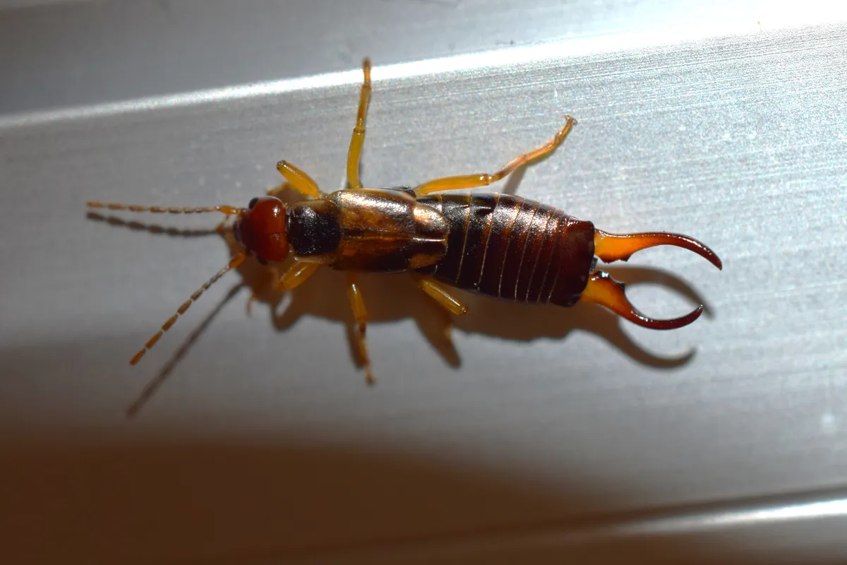 Top-down view of a reddish-brown earwig resting on a smooth, metallic surface.