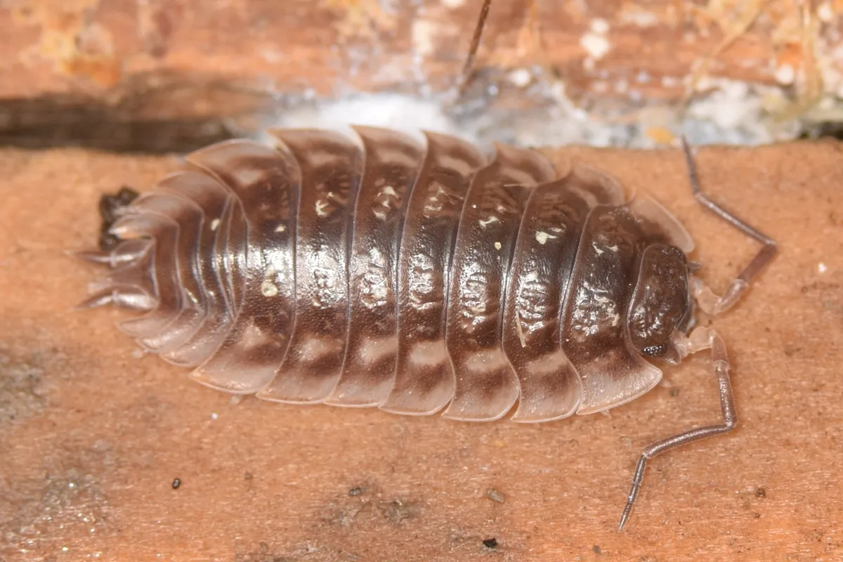 Top-down view of a common shiny woodlouse showing the distinct pale markings along the edge of its segmented body armor.
