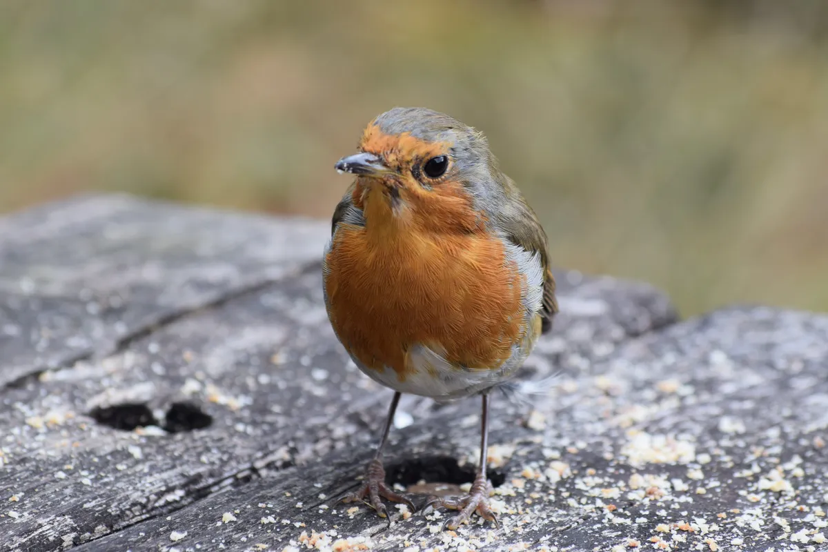 Front-facing view of a plump European robin looking forward while standing on stone.