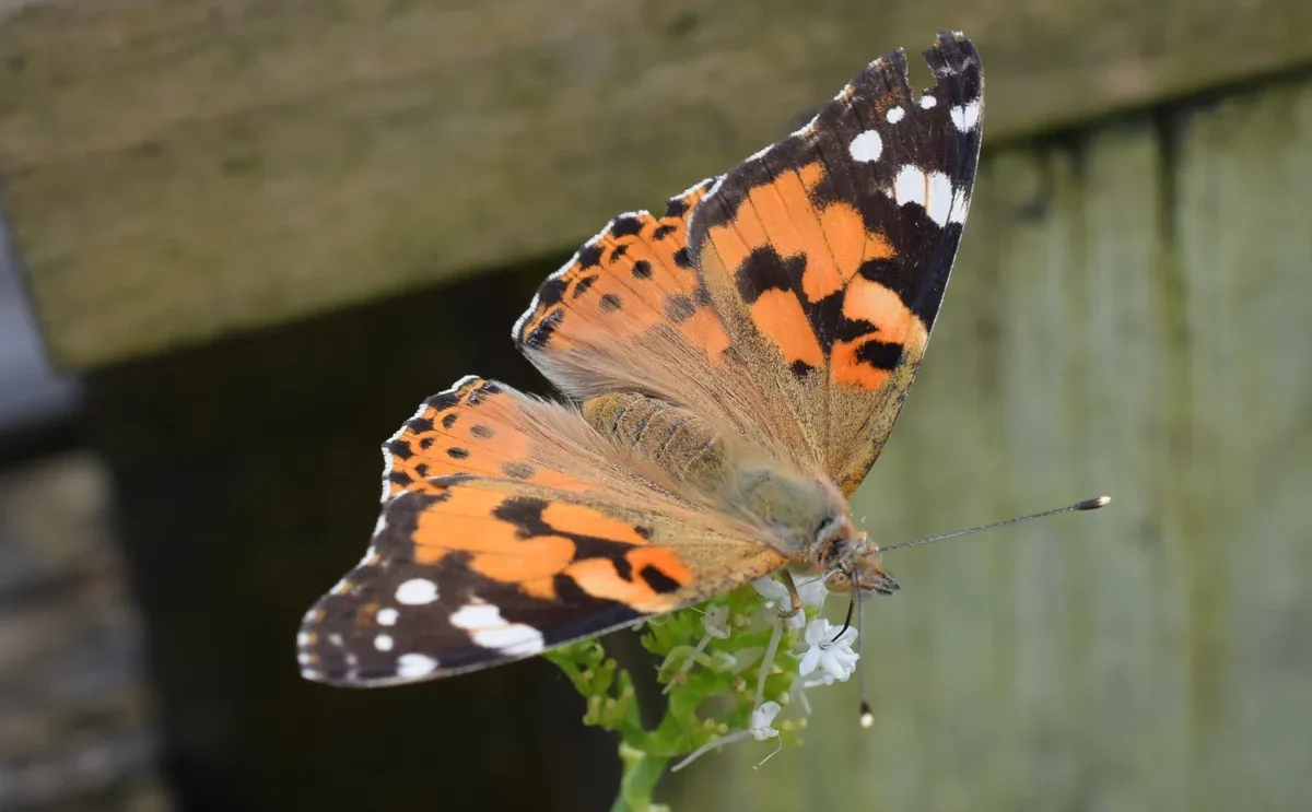 Top down view of a Painted Lady on a Valerian.