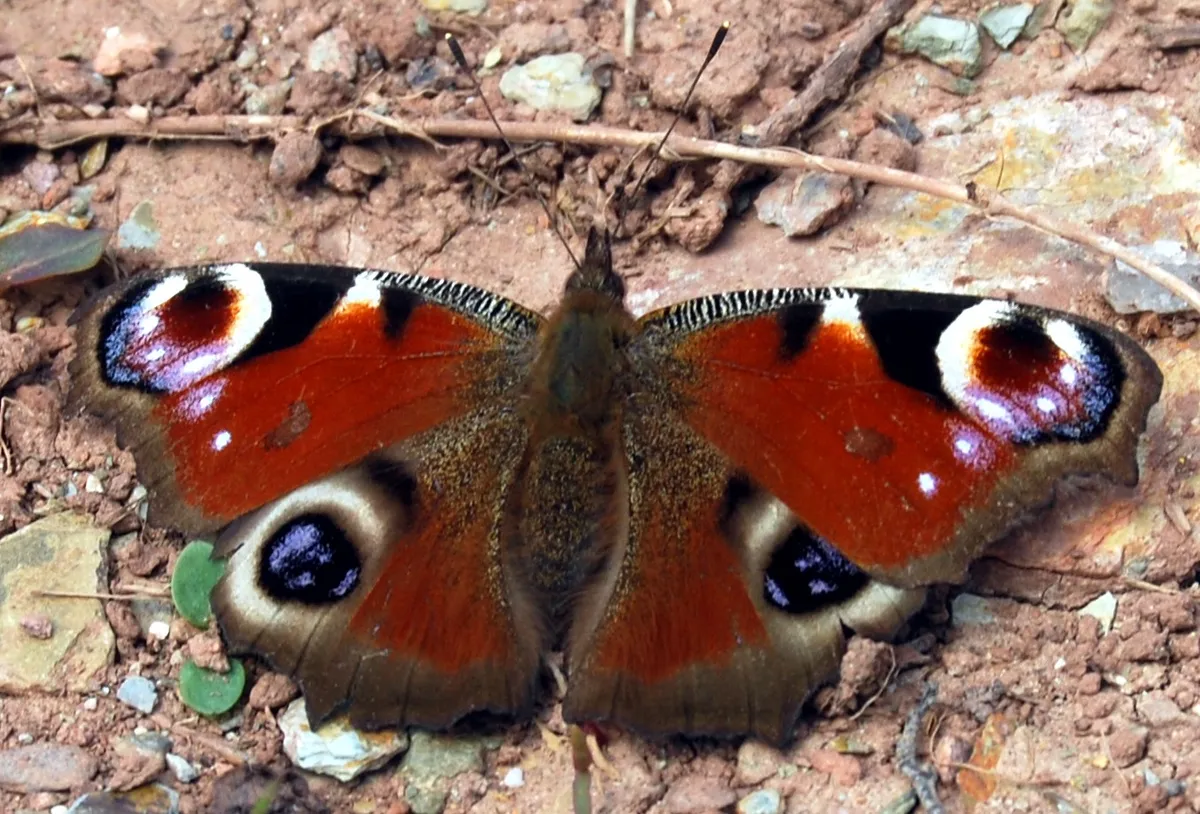A top-down close-up view of a peacock butterfly (Aglais io) basking with its wings open flat against dry, stony soil.