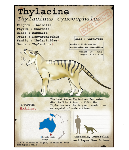 Thylacinus cynocephalus