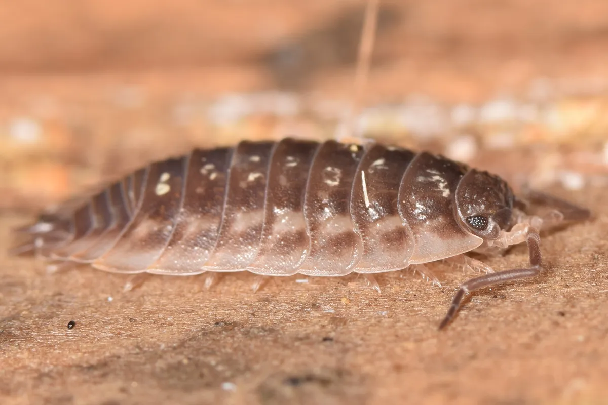 Macro profile view of a common shiny woodlouse moving horizontally across a textured, sandy brown background.