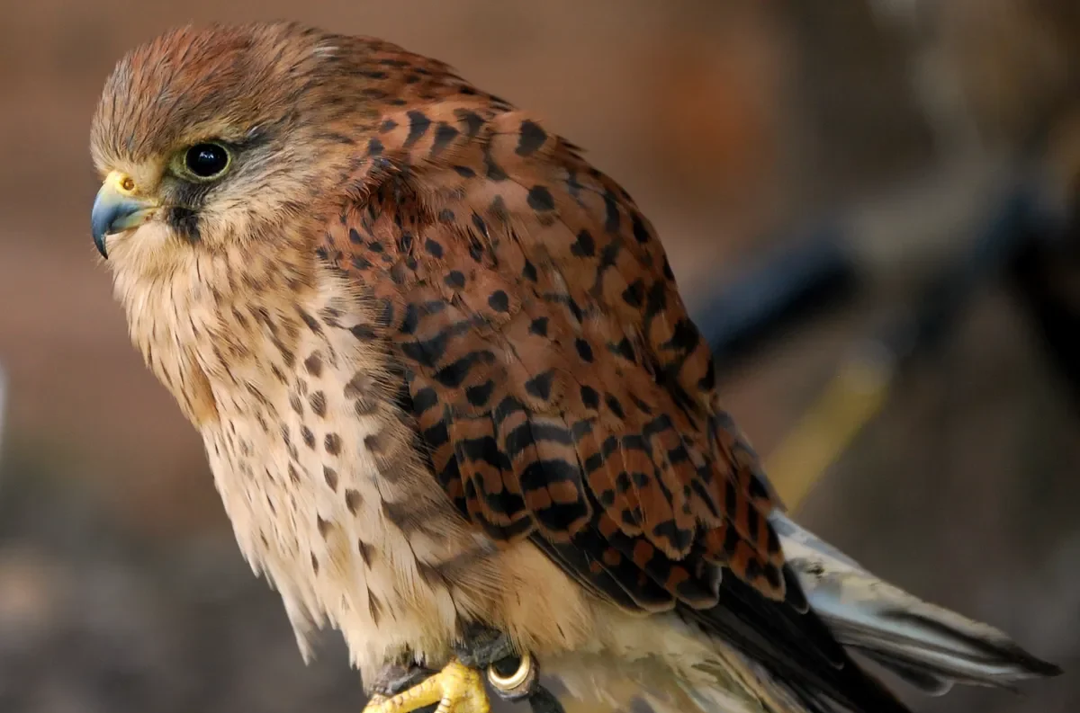 Profile view of a female common kestrel (Falco tinnunculus) perched outdoors, showing its rufous-brown back heavily patterned.