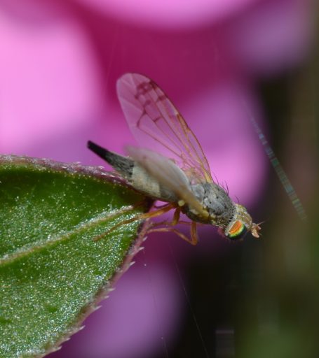 Acanthiophilus helianthi