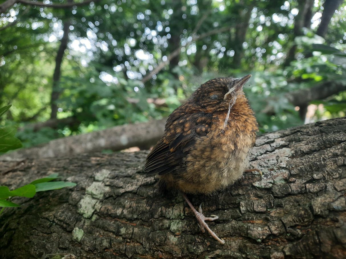 A speckled brown juvenile European robin perching on a mossy tree branch amidst green foliage.