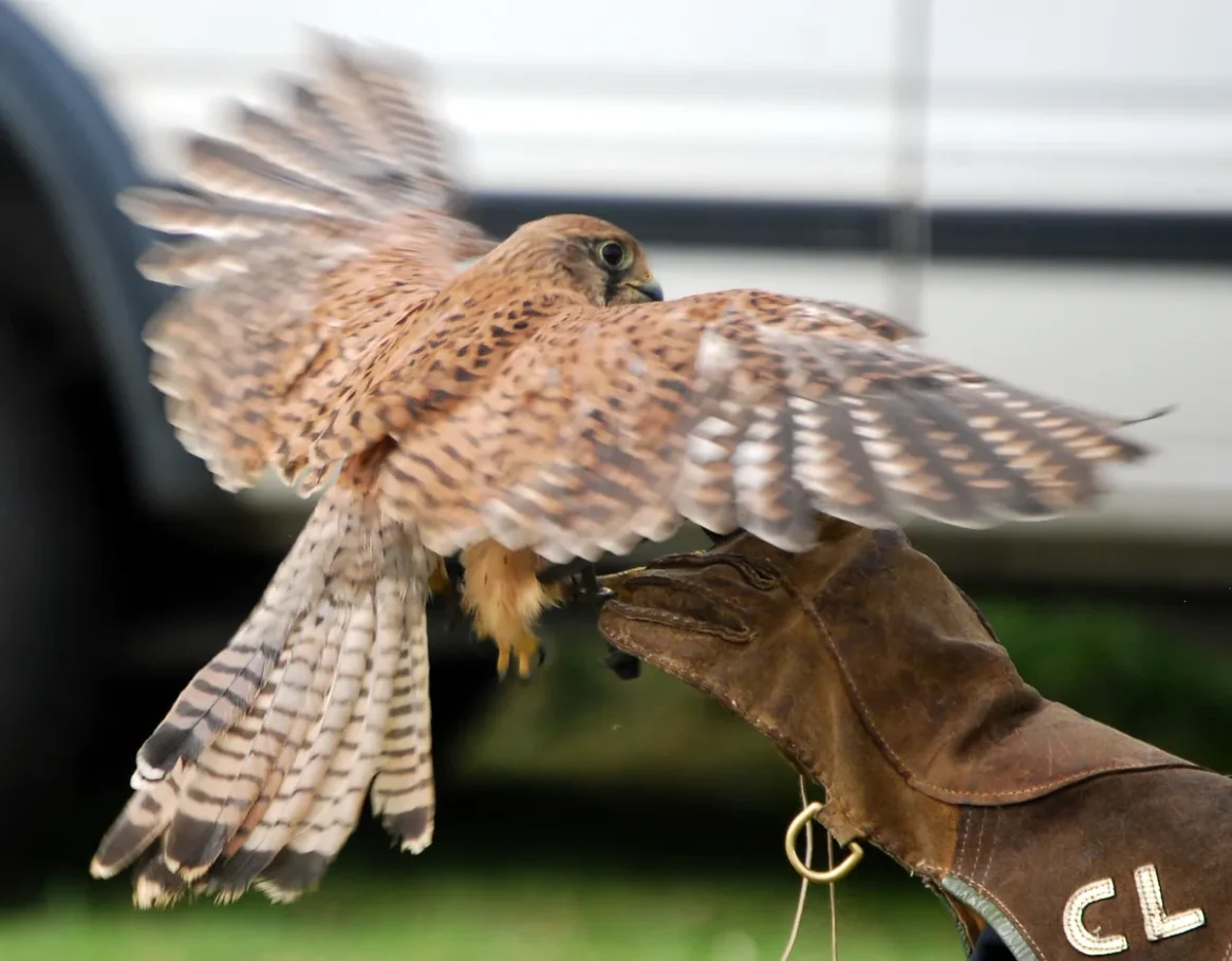 Rear action shot of a common kestrel extending its long, barred tail and patterned wings as it prepares to take flight from a glove.