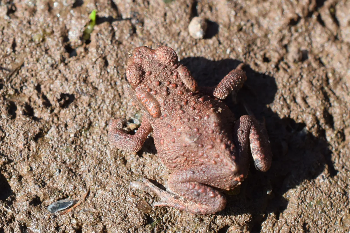 A top-down view of a light reddish-brown common toad (Bufo bufo) blend-in against sandy, sunlit dirt ground.
