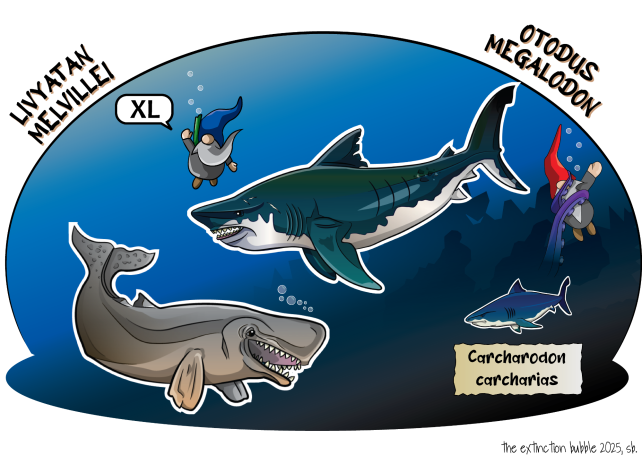Livyatan melvillei - Otodus megalodon