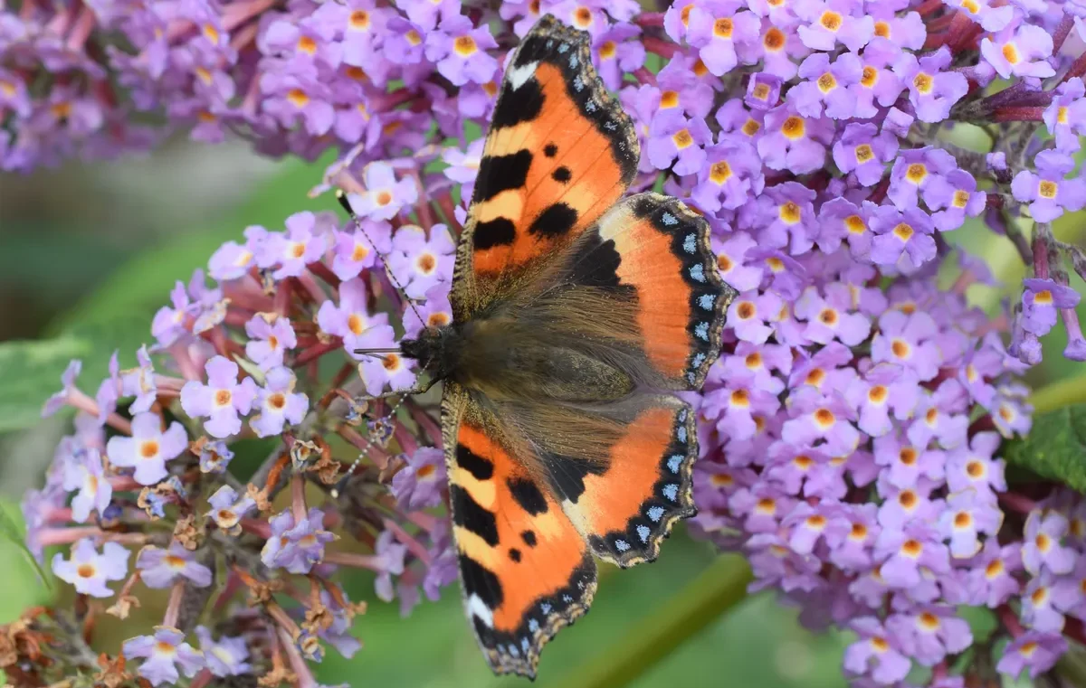 A top-down view of a small tortoiseshell butterfly (Aglais urticae) resting with wings spread flat, showcasing its striking pattern.