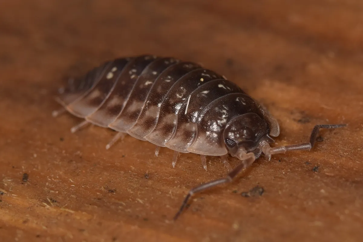Side view of a common shiny woodlouse (Oniscus asellus) with a dark, glossy carapace crawling over a smooth brown surface.