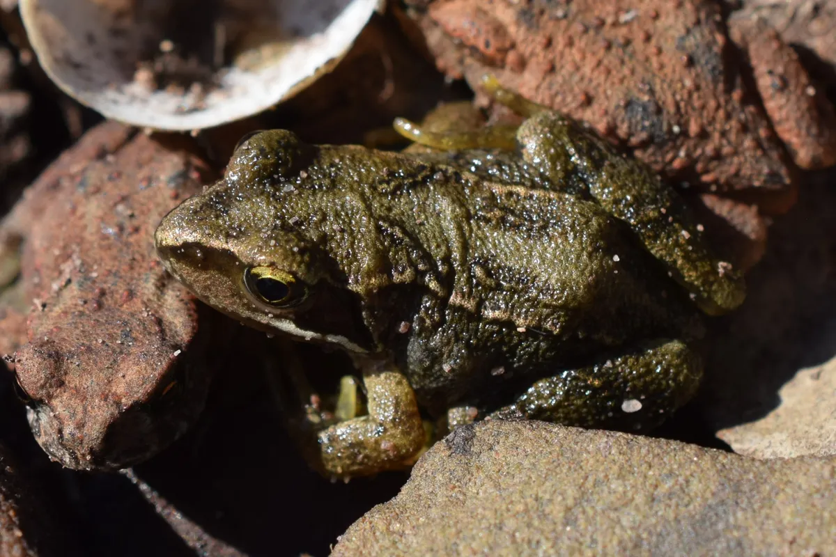 A common frog with dark, textured olive-green skin hunkering down next to an old brick and some gray stone.