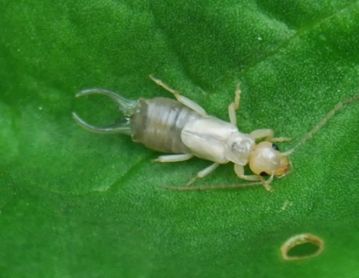 A pale, newly molted earwig resting flat on a green leaf.
