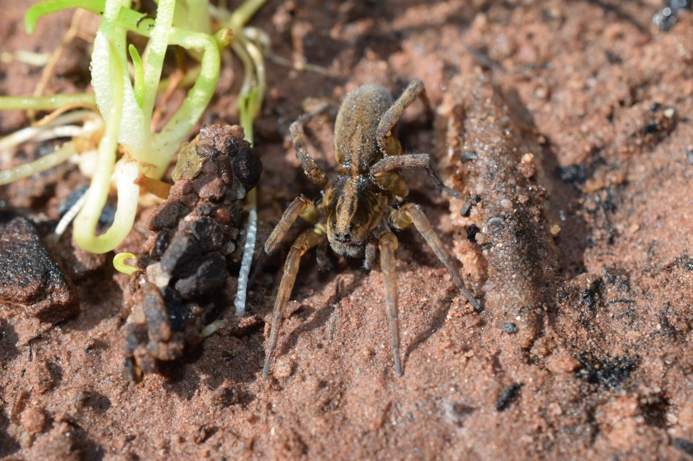 Trochosa ruricola