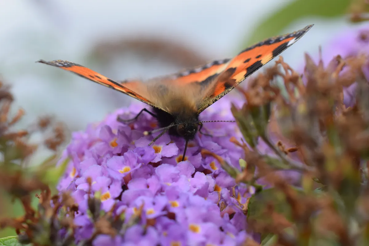 A front-facing view of a small tortoiseshell butterfly (Aglais urticae) drinking nectar with its wings partially open on a purple buddleja.