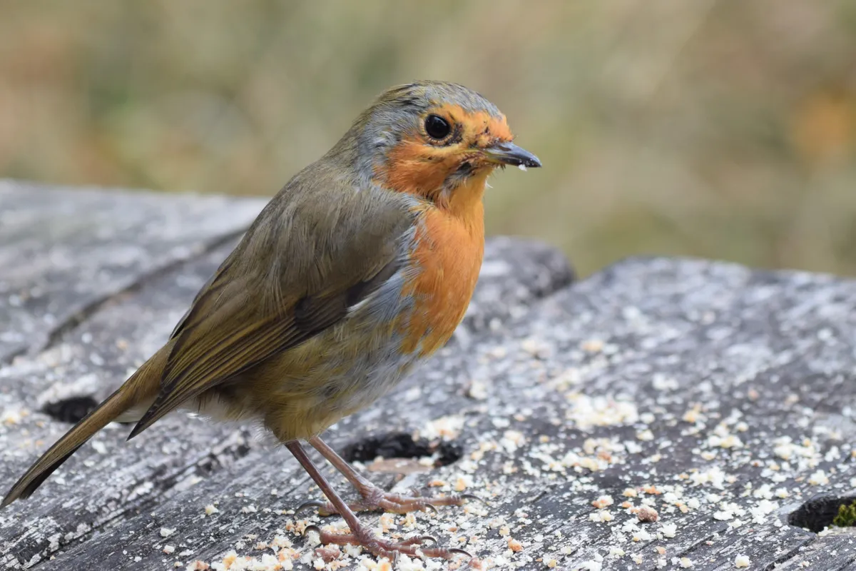 Three-quarter profile of an adult European robin perching on textured grey ground.