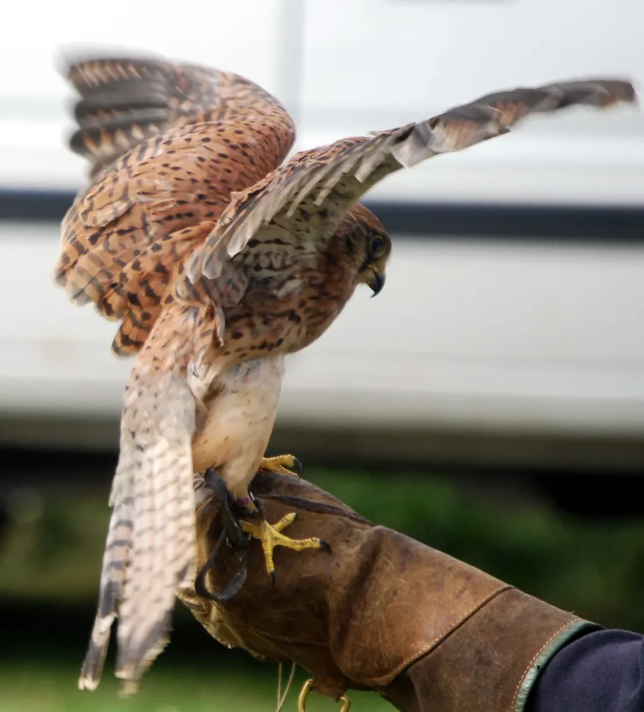 Action shot of a common kestrel spreading its wings wide while balancing upright on a handler's gloved hand.