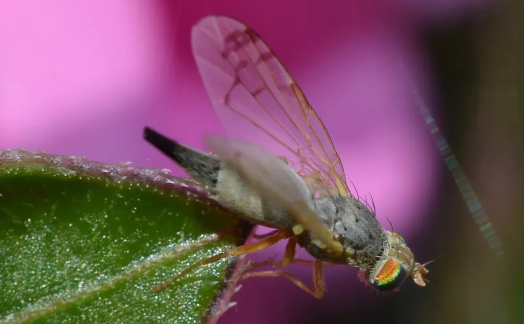 A side profile view of a female knapweed ghost fly (Acanthiophilus helianthi) on a green leaf, showcasing its silver-grey body.