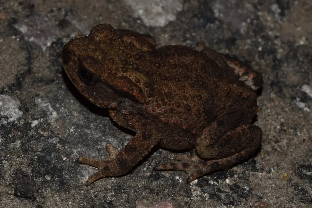 A top-down close-up shot of a dark brown common toad (Bufo bufo) crouched low on a rough, wet stone surface.