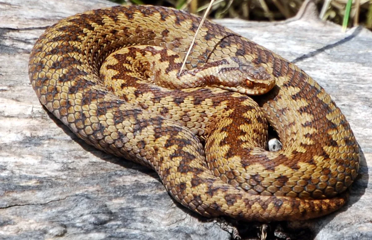 Top-down view of a brown female adder showing her red eyes, and slit pupil.