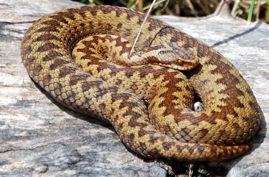 A brown female Common European Adder basking on a rock in the early morning sun.