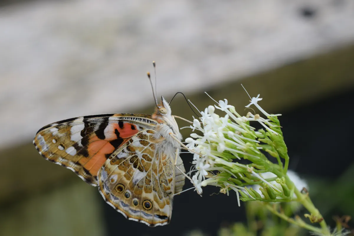 Side profile of a Painted Lady butterfly (Vanessa cardui) showing intricate underwing pattern while feeding on white flowers.