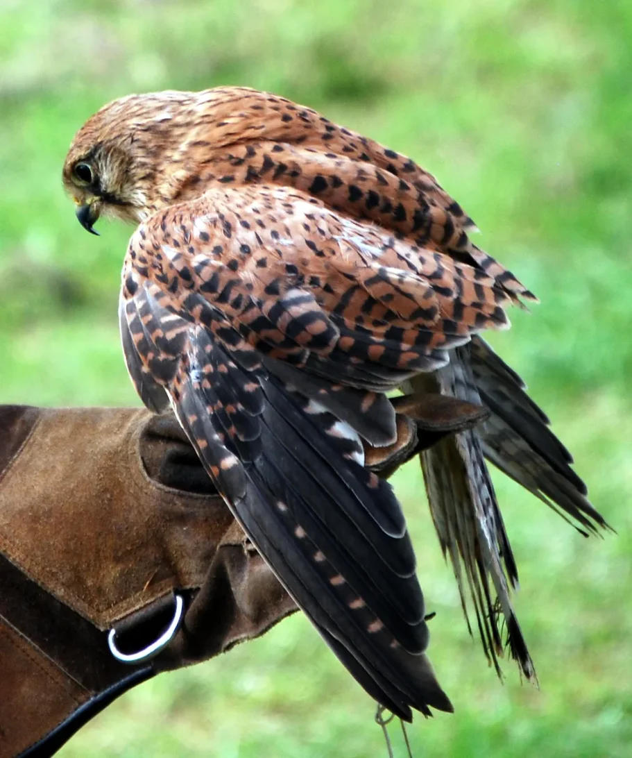 Macro view of a common kestrel leaning slightly forward on a glove to display the dense, speckled plumage across its back.