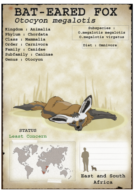 Otocyon megalotis