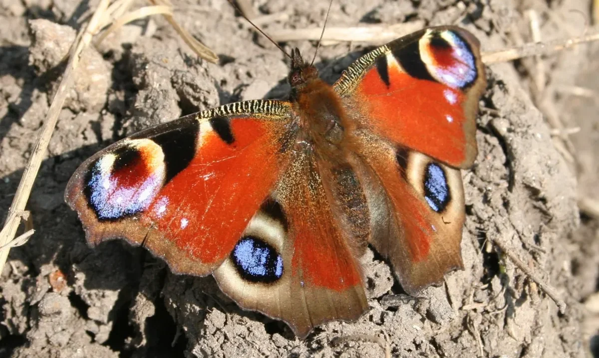 A top-down close-up view of an adult peacock butterfly (Aglais io) resting flat on cracked, grey soil, showcasing its rich rusty-red wings.