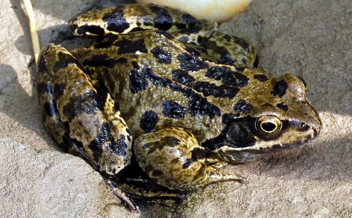 A high-angle close-up of a Common Frog crouching on gray stone. The frog has smooth, moist skin with a mottled olive-green and gold pattern.