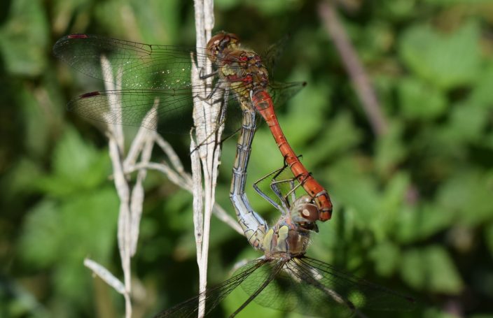 Sympetrum striolatum