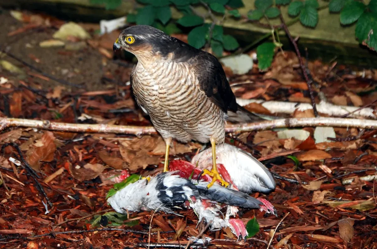 A Eurasian Sparrowhawk with a dark grey back and a finely barred chest stands over its pigeon prey on a leaf-covered ground.