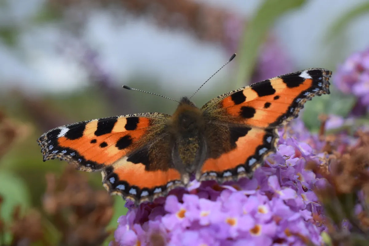 A top-down view of a small tortoiseshell butterfly (Aglais urticae) resting with its wings wide open on bright purple buddleja blossoms.