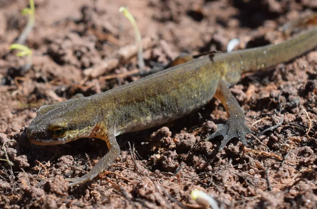 A smooth smooth newt (Lissotriton vulgaris) with olive-brown skin and a pale, yellowish-orange underside crawls over damp, cloddy soil.