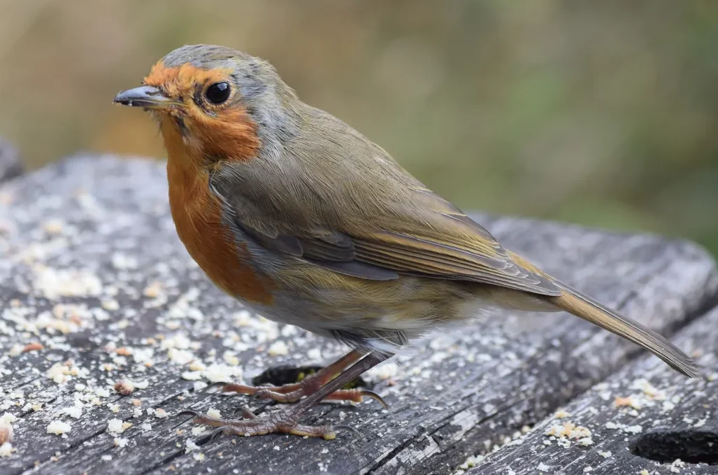 A profile view of an adult European robin (Erithacus rubecula) with a bright orange breast perching on a weathered wooden table.