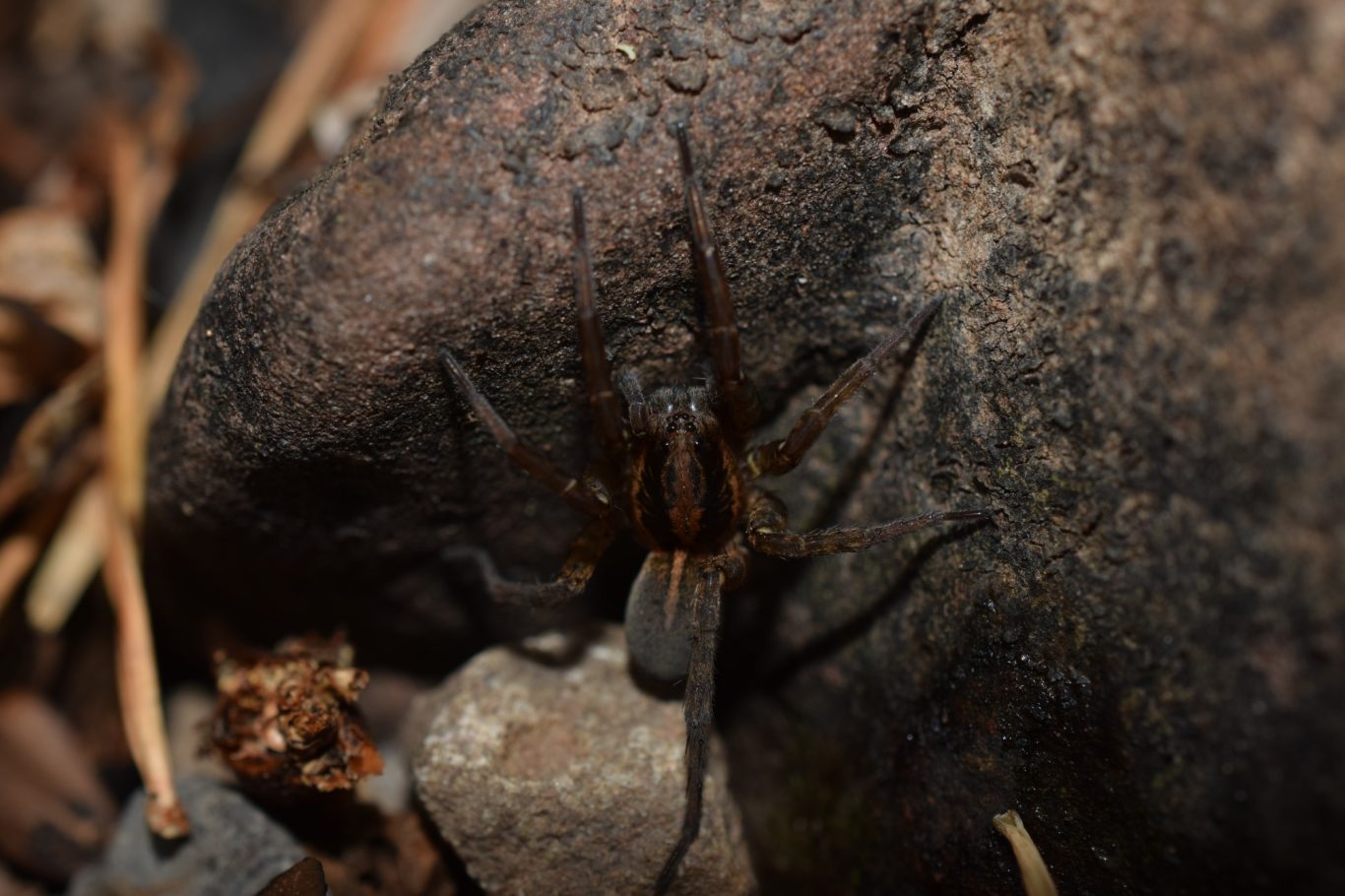 Trochosa ruricola