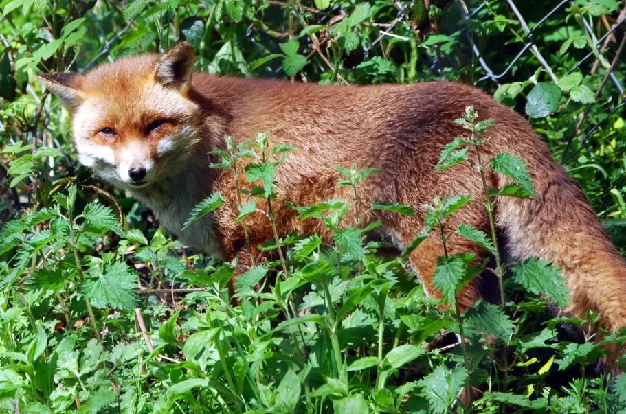an adult Red Fox half hidden in an overgrowth of stinging nettles.
