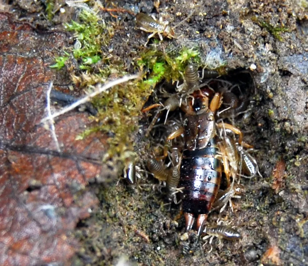 An earwig partially camouflaged against wet soil and green moss with her young.
